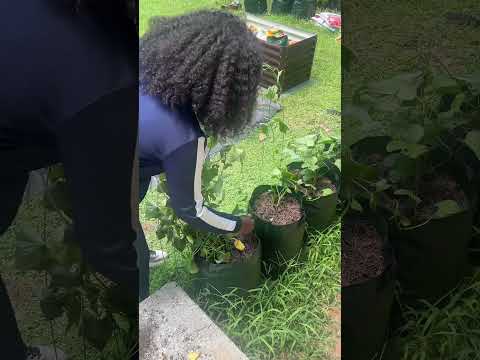 I repurposed the trellis and started weaving the sweet potato vines through it #trellis