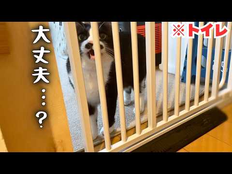 トイレにこもる飼い主を心配してわざわざ声をかけにくる愛猫が可愛すぎる