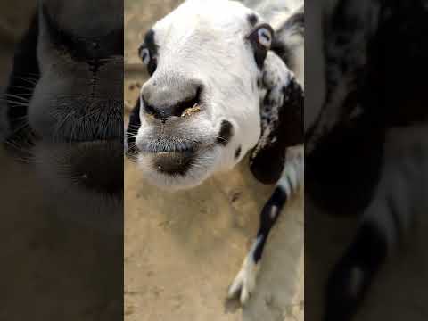 Goat Got Selfe / Funny Goat / Home Goat #viral #vlog #home#animal