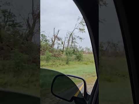 many many many trees down after a tornado! I drove 