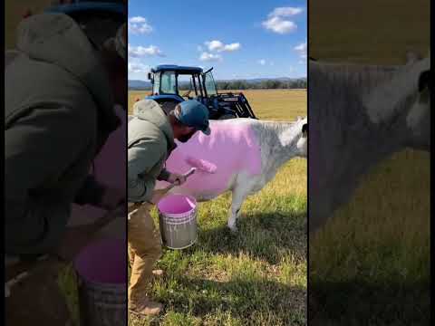 😱Oh My God, Is That a Pink Cow on the Farm?#viral#farm#milk#animals#cow