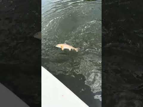 Copper fish in tampa video thumbnail