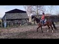 Poney Super brave (sport) pony