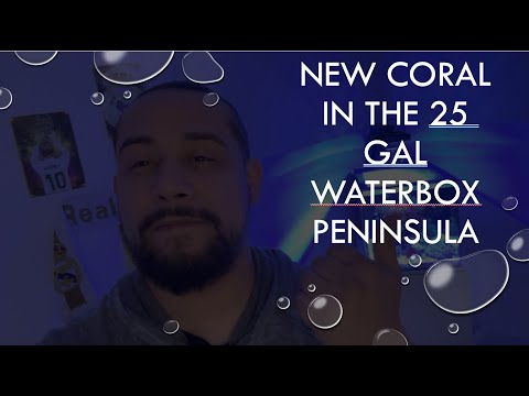 New Coral in the 25 gal Waterbox Peninsula! #anemo Check out the new stuff in the 25gal Tank!

I am not sponsored by any company below or in this video