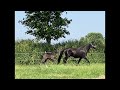 حصان الفروسية Chic zwart hengstveulen - Verkocht-