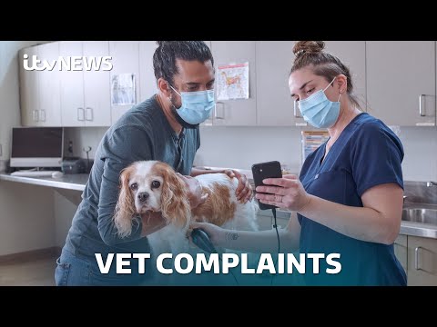 Vet complaint process in UK often ‘stacked against pet owners’ | ITV News
