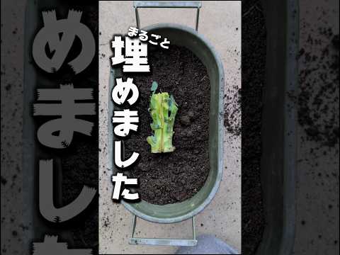 ブロッコリー丸ごとうめました
