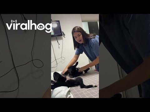 Puppy Maya Wants Moisturizer || ViralHog