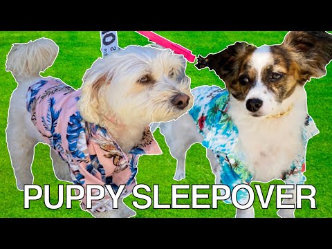 Puppies Have A Sleepover