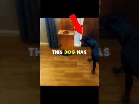 This Cute Dog Eats His Food Like This 🥰🐶 #shorts