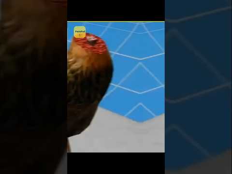 A Aan Lived Without A Head 😱