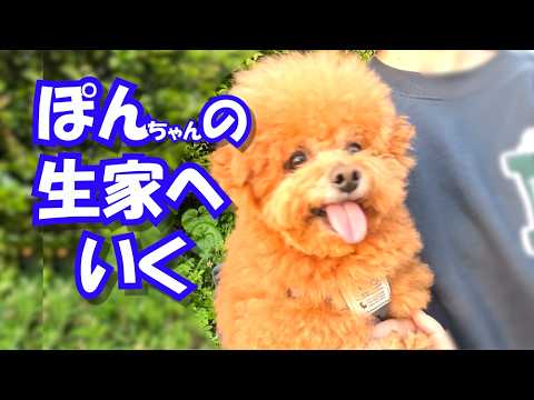 【家族募集】ぽんの生家に行ったらぽんの親族の子犬が生まれてました