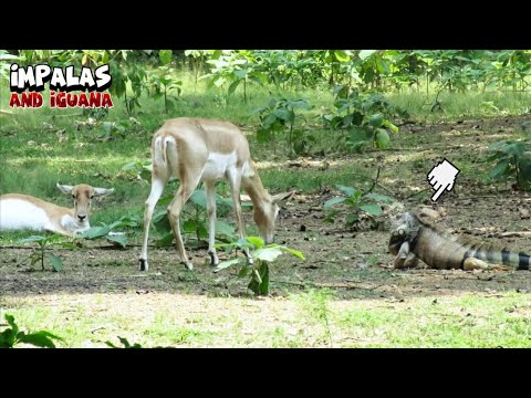 Impalas and Iguanas Co-Existing Together as Best Buddies