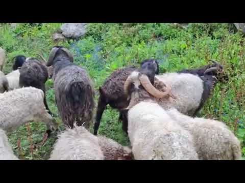 Surah Al-Fath Heart Touching (The Victory) سورة الفتح | Very Beautiful Recitation |Tilawat |Quran