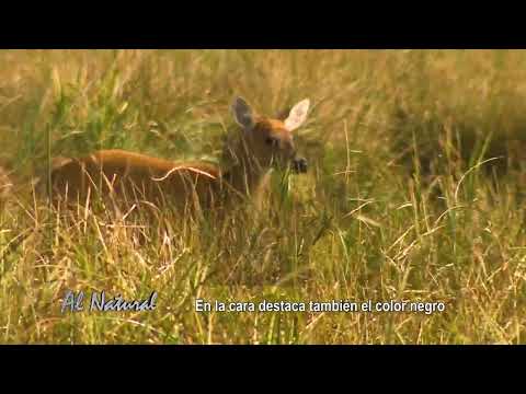 SNT Al Natural: Humedales del Paraguay