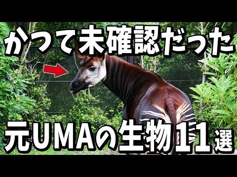 かつて未確認だった元UMAの生物11選【生物雑学】