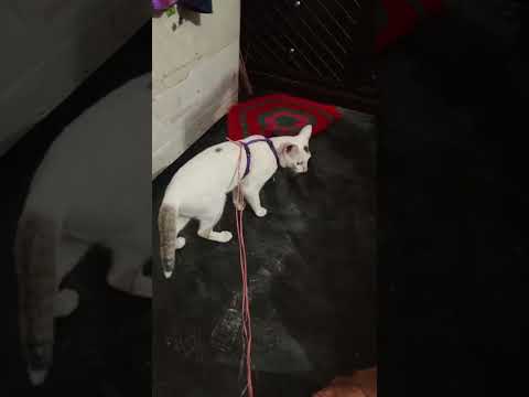 দুই জন কি শুরু করছে #subscribe #shortvideo #bangladesh