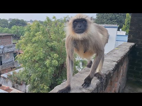 Hanuman ji ka vlog video