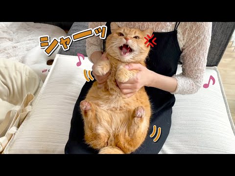 激おこなのに踊ったらどうでもよくなっちゃった猫が可愛すぎる！w