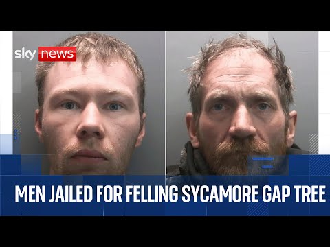 Two men who cut down famous Sycamore Gap sentenced | Cameras in court