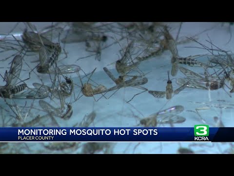 Placer County reports second human case of West Nile virus, and new detection of disease not seen...