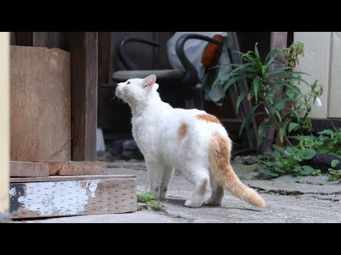 猫の動画サムネイル - 野良猫とさばじろう　250801