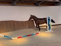 Show jumping horse Talentvol springpaard te koop