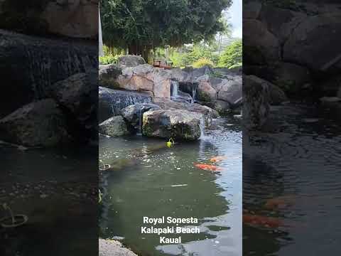 Epic koi ponds! I visited the Royal Sonesta in Kauai, Hawaii and came across this beautiful koi pond and had to shar
