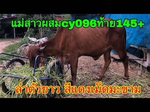 แม่สาวผสมผ่าน1รอบ-cy096-ท้าย14 แม่สาวผสมผ่าน1รอบ-cy096-ท้าย14