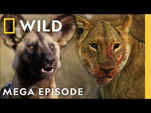 Defending Family in the African Savanna | Savage Kingdom MEGA Episode | Nat Geo Animals