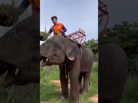 “แสนคูณแยงซิ่ง“elephantช้างไ