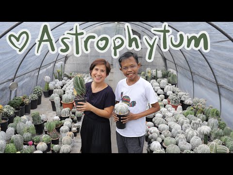 รู้จักสายพันธุ์ต่างๆของ-Astrop รู้จักสายพันธุ์ต่างๆของ-Astrop