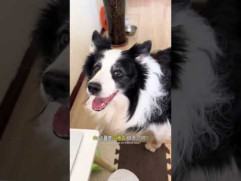 蛋:你狼来的次数太多了 #边牧 #家有狗精 #我和我的狗 #万物可爱计划 #记录和它的每个夏天