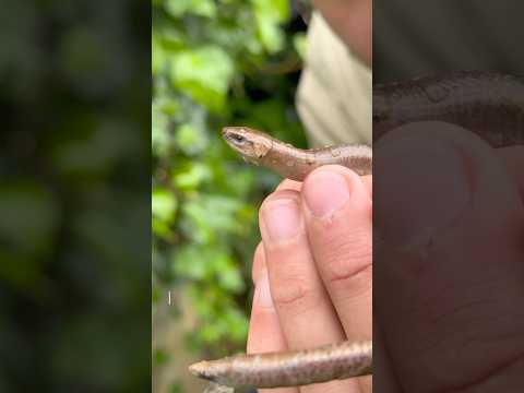 Este lagarto no tiene patas! #viralvideo #curiosidades #animales #biologia