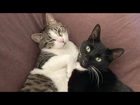 Rescue Cats Are The Best Happy Pill