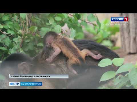 В Ленинградском зоопарке родился детеныш бурого капуцина