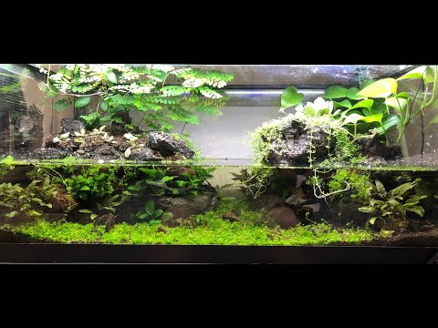 Freshwater Paludarium With No Filter or Maintenanc A general overview of my paludarium and how I built it. This setup features Neocaridina shrimp, as w