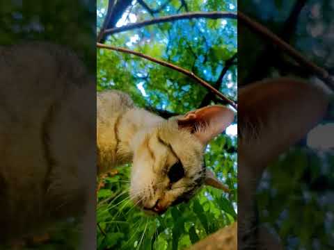 #animallovers #animallife #animals #cat #catviral #catmemes #catvideos #petlovers #love #viralvideo