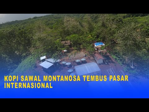 KOPI SAWAL MONTANOSA TEMBUS PASAR INTERNASIONAL