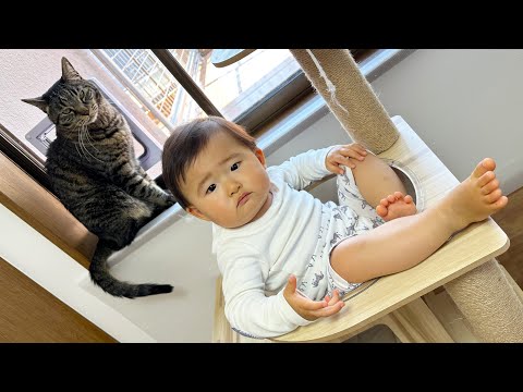 【LIVE】猫『大きい子猫👶🏻が来たにゃ💧』in保護猫多頭飼い実家