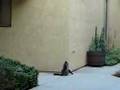 ¡Gato Araña! ¡Gato Araña!