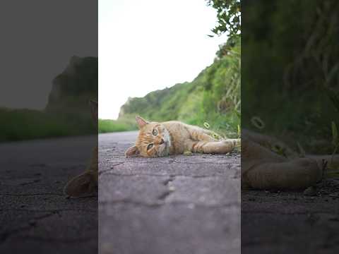 「野良猫ちゃんとのんびり過ごす時間」 #猫 #ねこ #野良猫 #癒し #のんびり #ねこ動畫 #伊良湖 #愛知縣