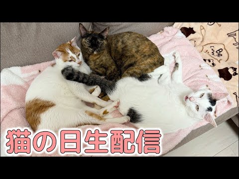 2/22 猫の日生配信🐾