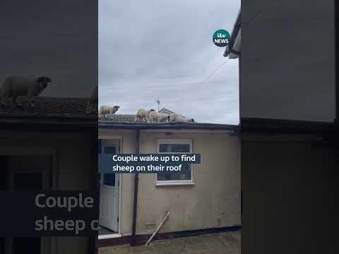 A couple who woke up to the sound of ‘scuffling’ in their home in Whitworth, near Rochdale  #itvnews