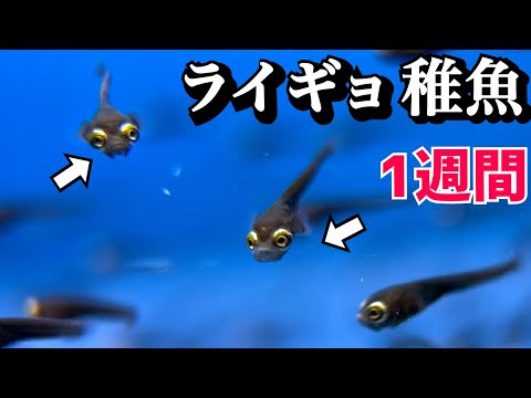 捕まえたライギョの稚魚に活き餌を与える。1週間の様子