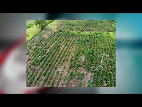 Destruyen 14 hectáreas de marihuana en Alto Verá