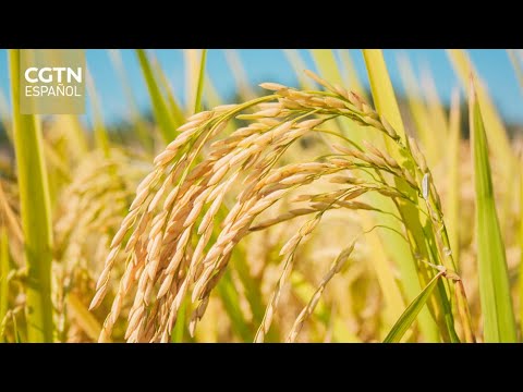 La producción de cereales de China alcanza un nuevo máximo de 695,41 millones de toneladas en 2023