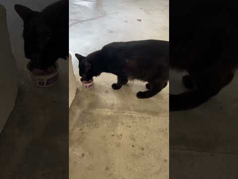 Cats day 22 Oct 2025 #cats #catlover #tombamlucky #fypsg #sgcats