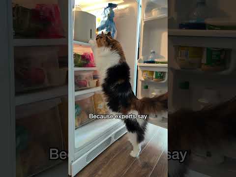 Always listen to the expurrts. #catshorts #expertadvice