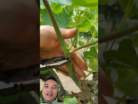 Cách Kích Thích Cây Nho Đạt Năng Suất Cao #easyfarming